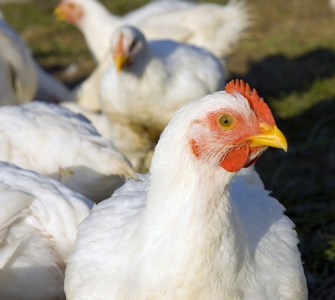 Broilers blog.jpg