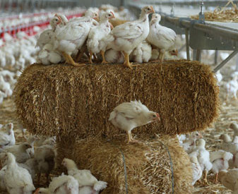 Plukon-Broilers-on-straw-bale_CIWF.jpg