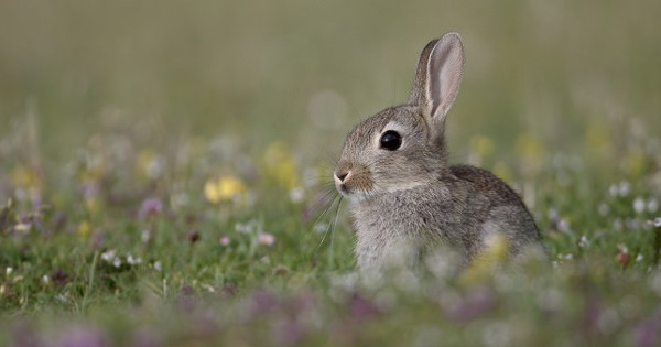 Paint a better future for rabbits | Compassion in World Farming