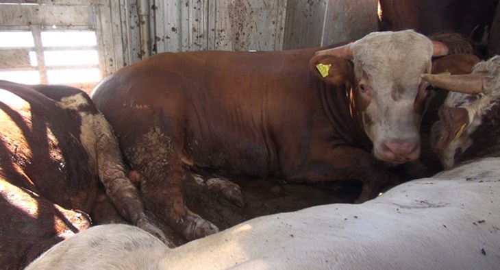 Cattle Exports.jpg