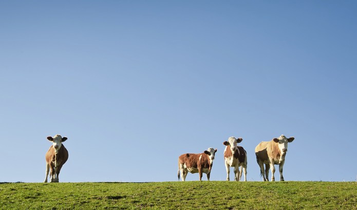 iStock_000015262807Medium.jpg