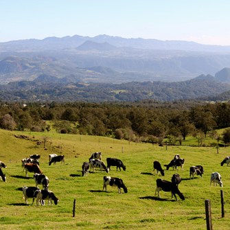 Tranquil cows in a tranquil pastoral setting Veracruz (2).jpg