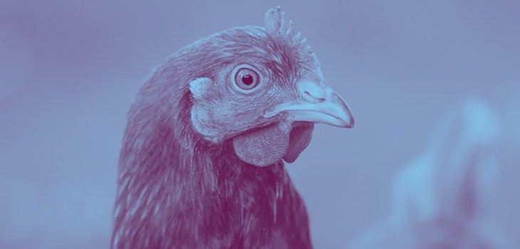 BBFAW hen.jpg