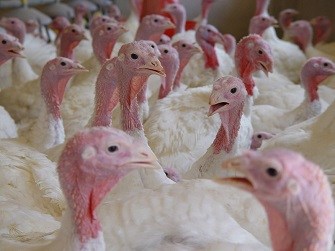 philip blog turkey.jpg (2)