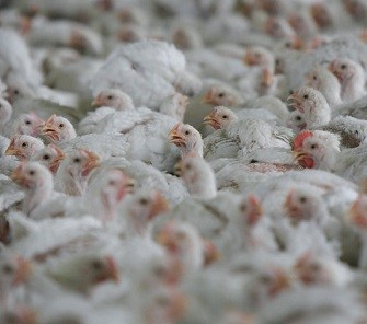 pjl blog Intensive broilers (1).jpg