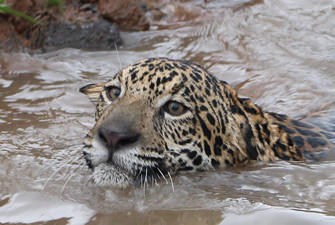 jaguar swimming