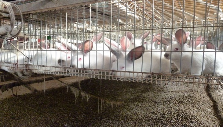 Spanish rabbits in barren battery cages.jpg