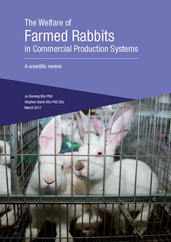 Rabbit report.jpg