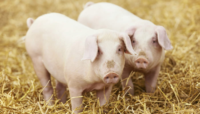 Watch Piglet`S Big Movie Tube Free Watch Piglet`S Big Movie Tube Free