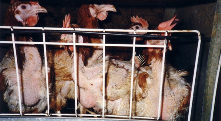Hen Problem About egg laying hens | Compassion in World Farming