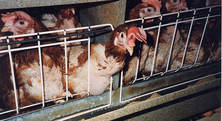 Hens in battery cages.jpg