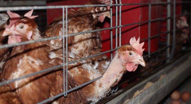 Czech hens in enriched cages.jpg