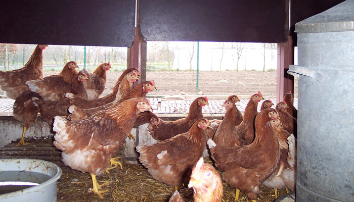Hens in barn system with natural light Egg laying hens in barn system.jpg