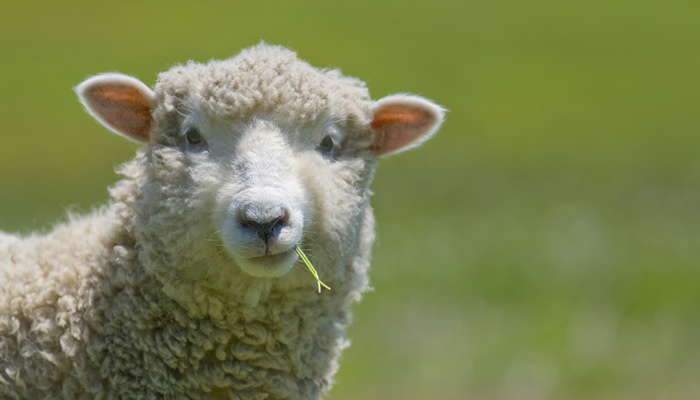 sheep-closeup-eating-grass.jpg