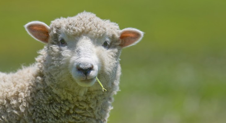 Image result for sheep