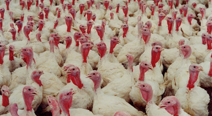 Turkey Welfare | Compassion in World Farming