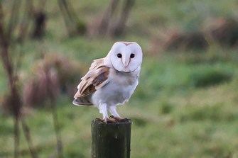 Barn owl.jpg (1)