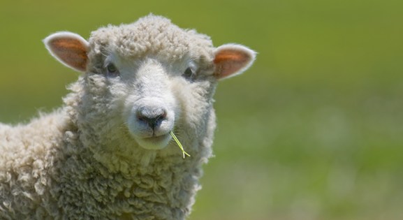 Learn About Sheep And How They Are Farmed Compassion In World