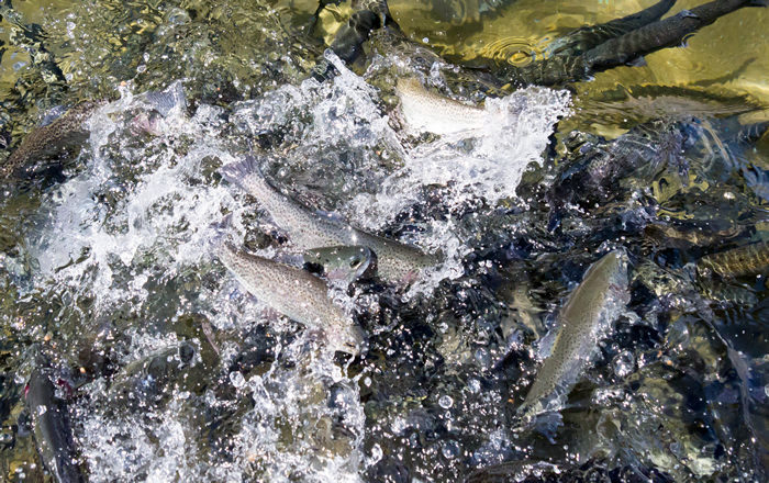 Fish farm feeding frenzy.jpg