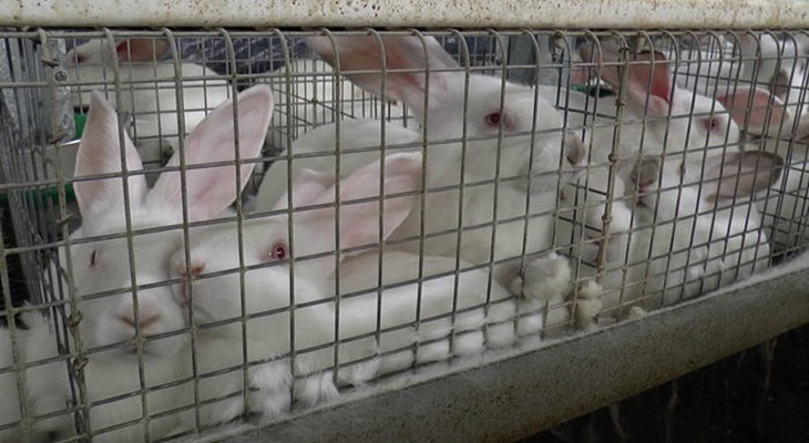 Rabbit welfare | Compassion in World Farming