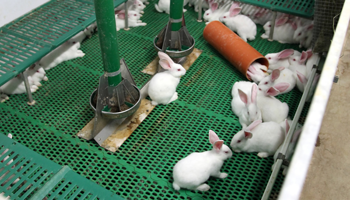 Rabbit welfare | Compassion in World Farming