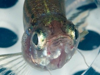 zebrafish face resized for blog.jpg