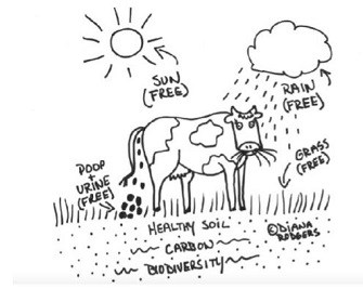 cow cartoon-335x267.jpg