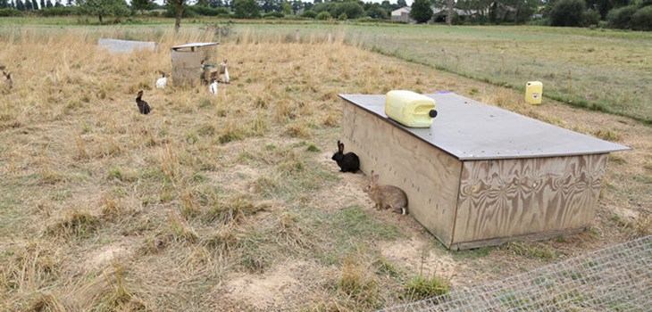 Range Rabbit Farming Understanding Rabbit Welfare: Challenges and Higher Welfare Solutions ...