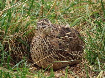 Quail close up.JPG