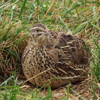Quail