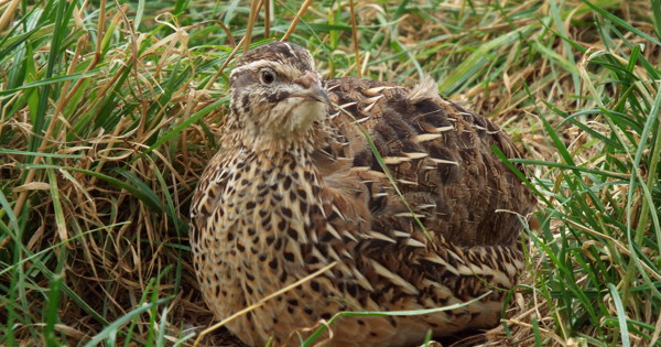 Learn More About Quail And How They Are Farmed | Compassion In World Farming Learn More About Quail And How They Are Farmed | Compassion In World Farming