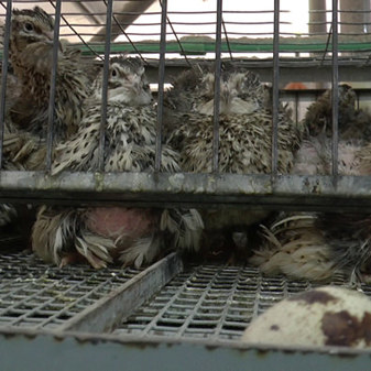 Quail welfare