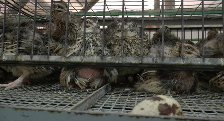 Quail in cages.jpg