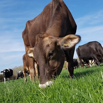 cow day blog 2.jpg