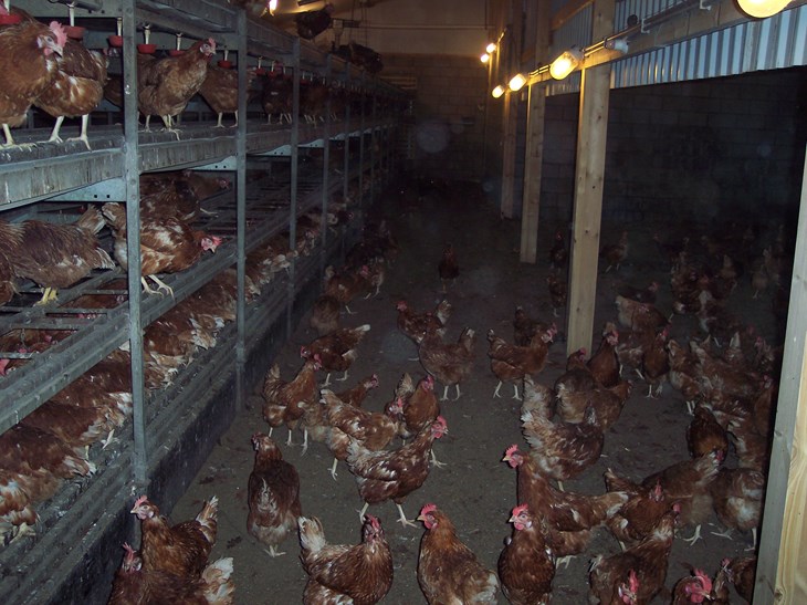 Laying hens in a barn system