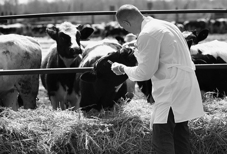 DutchVetWebnews-700x495.jpg