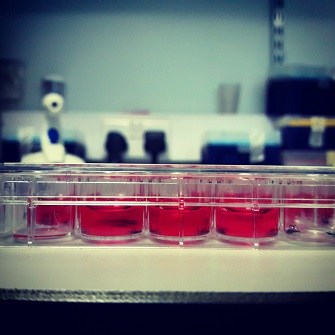Abi Glencross - cell culture.jpg