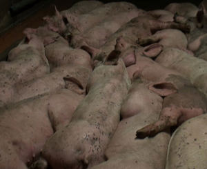 Precision livestock farming: could it drive the livestock sector in the wrong direction?