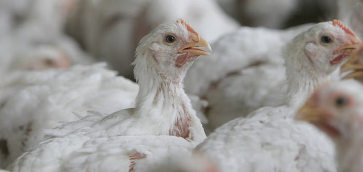 Broiler Chickens