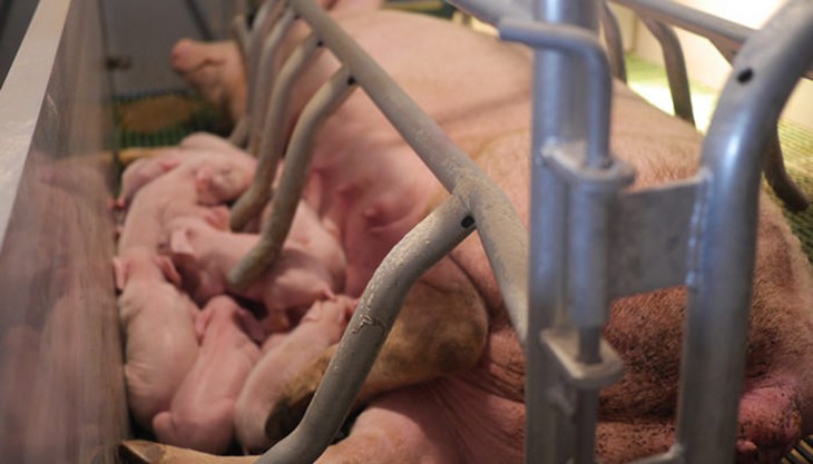 SowAndPigletsInCrate.jpg