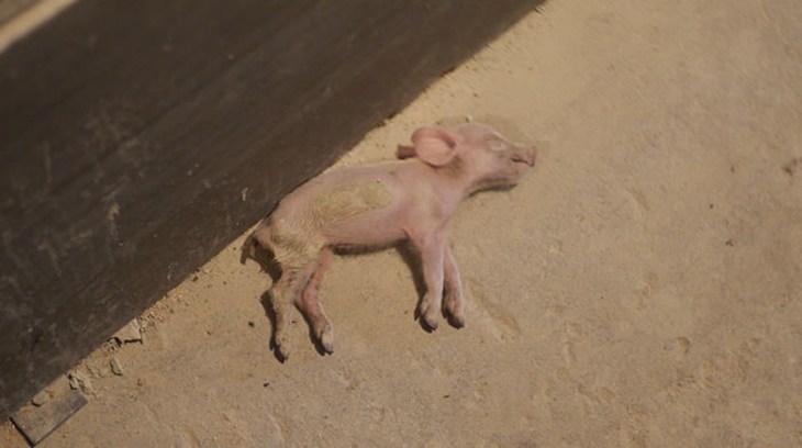 Dead piglet.jpg
