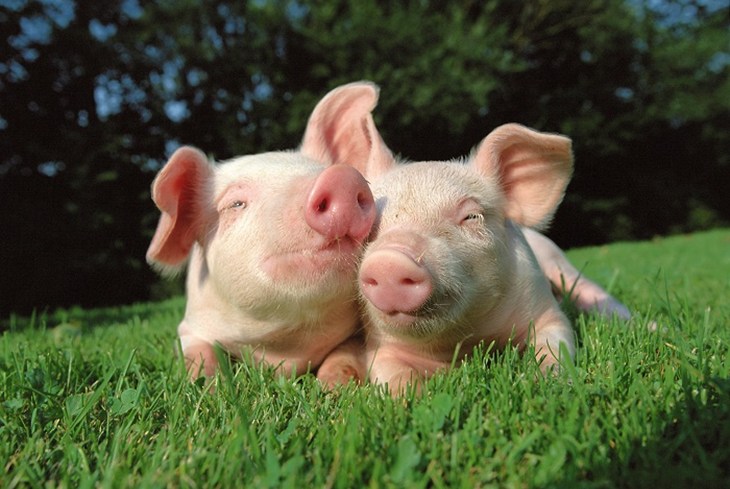pigs-700x489.jpg