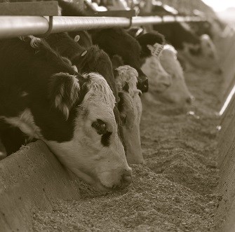 feedlot-335x331.jpg