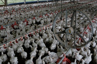 Factory farmed meat chickens in crowded conditions