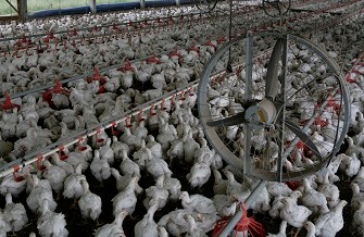 Factory farmed meat chickens in crowded conditions