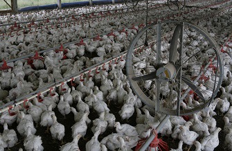 Factory farmed meat chickens in crowded conditions Factory farmed meat chickens in crowded conditions