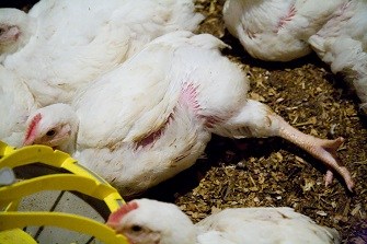 Intensive chickens often suffer painful crippling