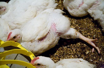 Intensive chickens often suffer painful crippling Intensive chickens often suffer painful crippling