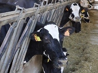63340 Feeding on hay brought in from outside when could be grazing directly - resized small and cropped.jpg