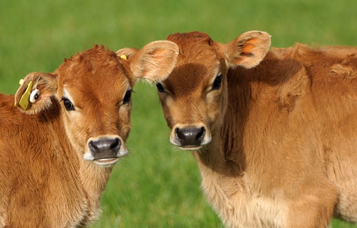 bigstock-Cute-Calves-66793648 resized.jpg